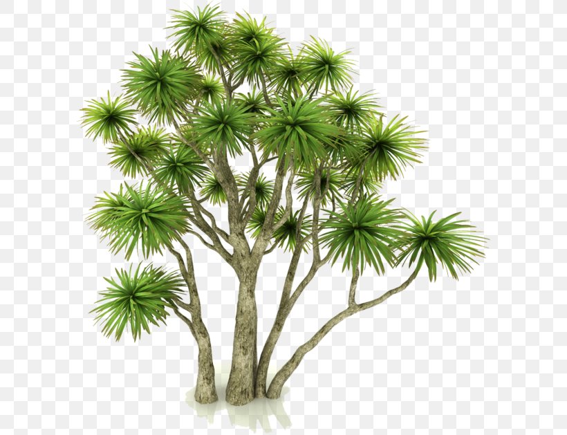 New Zealand Cabbage Tree Asian Palmyra Palm Arecaceae Houseplant, PNG, 600x629px, Asian Palmyra Palm, Areca Palm, Arecaceae, Borassus Flabellifer, Branch Download Free