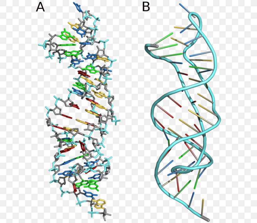 Pseudoknot Nucleic Acid Secondary Structure Stem-loop Protein Secondary Structure Telomerase RNA Component, PNG, 600x713px, Pseudoknot, Area, Art, Artwork, Base Pair Download Free