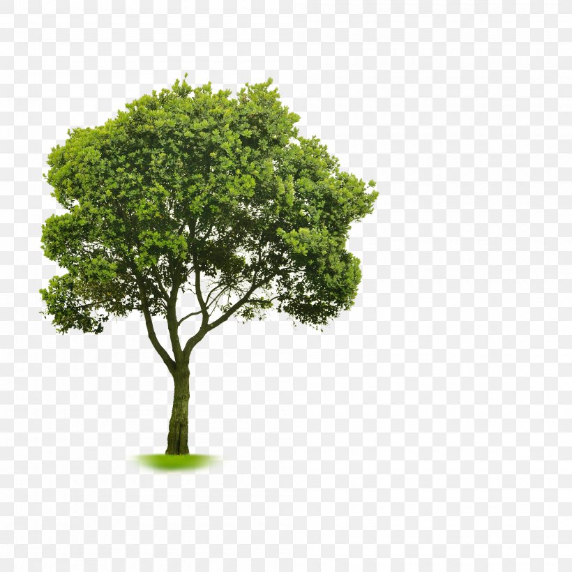 Choosing Small Trees Clip Art, PNG, 2000x2000px, 3d Computer Graphics, Choosing Small Trees, Alpha Compositing, Architectural Rendering, Branch Download Free