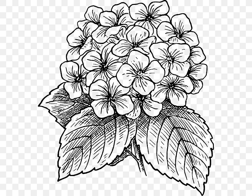French Hydrangea Drawing Flower Clip Art, PNG, 573x640px, French Hydrangea, Art, Artwork, Black And White, Color Download Free