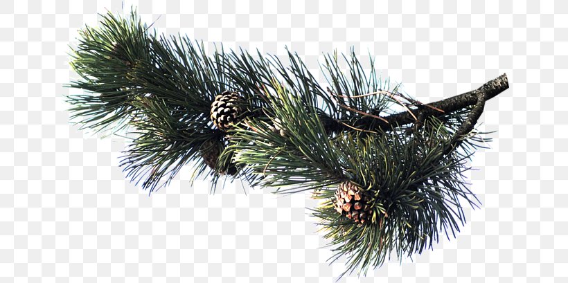 Pine Spruce Fir Conifers Conifer Cone, PNG, 650x409px, Pine, Albom, Album, Author, Branch Download Free