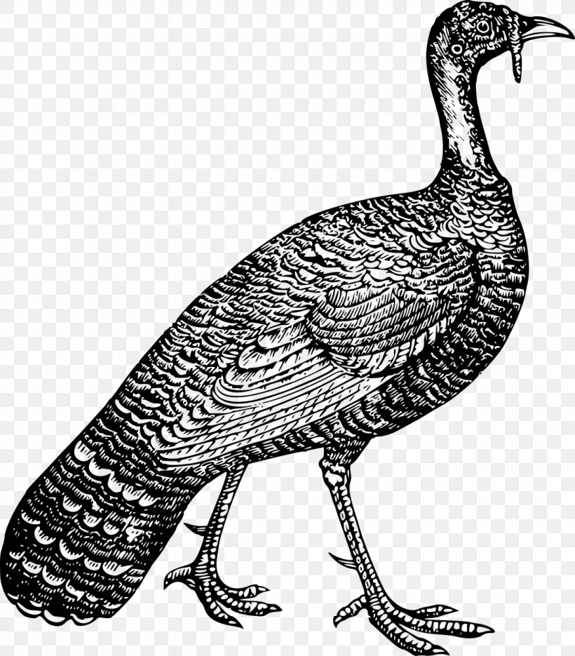 Turkey Leghorn Chicken Plymouth Rock Chicken Poultry Fowl, PNG, 1122x1280px, Turkey, Beak, Bird, Black And White, Chicken Download Free