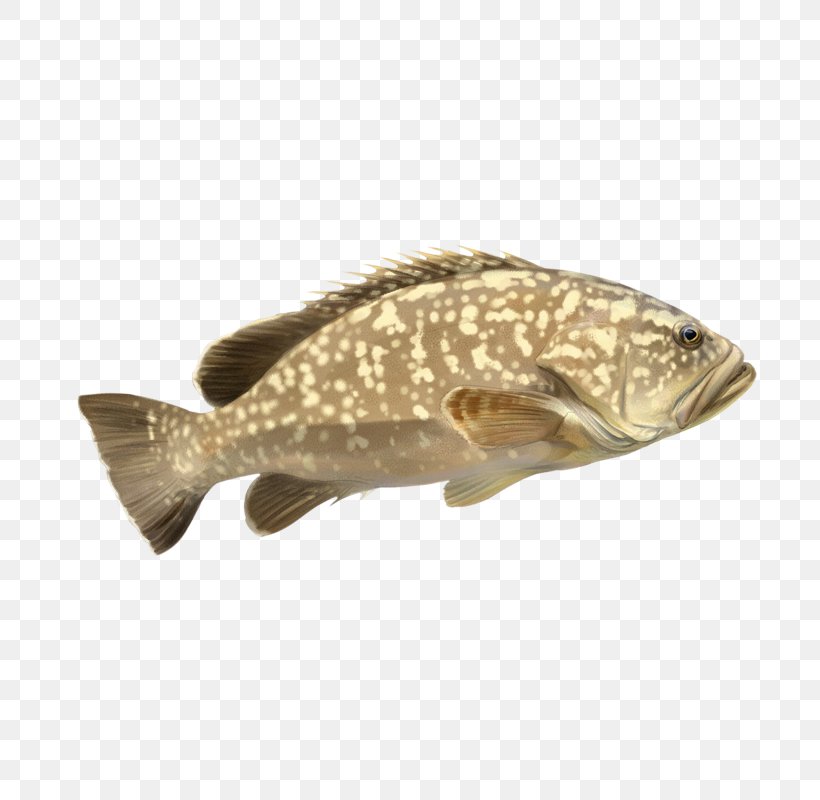 White Grouper Fish Species 0, PNG, 800x800px, 2016, Grouper, Diplodus Vulgaris, Fish, Marrone Download Free