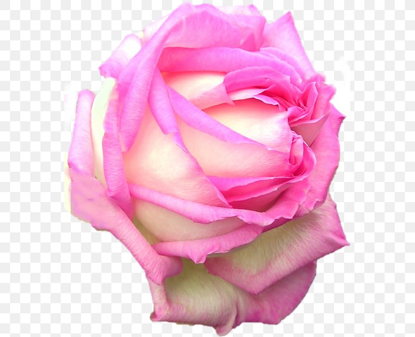 Garden Roses Cabbage Rose Floribunda Naver Blog, PNG, 565x667px, Garden Roses, Blog, Cabbage Rose, Close Up, Cut Flowers Download Free