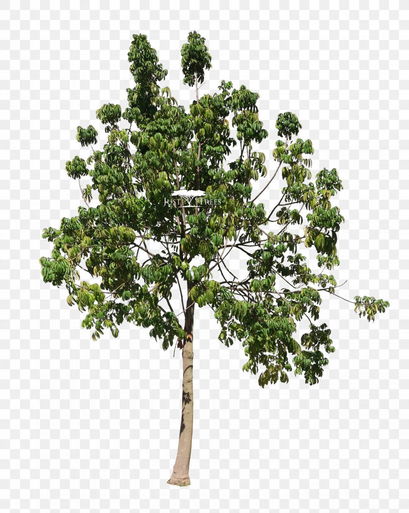 Trichilia Emetica Twig Tree Landscape Architect, PNG, 2880x3613px, Trichilia Emetica, Architect, Branch, Common Name, Cottonwood Download Free