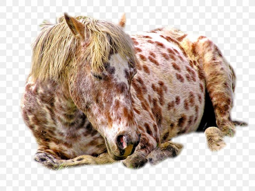 Appaloosa Andalusian Horse Foal Feral Horse Gallop, PNG, 1024x768px, Appaloosa, Andalusian Horse, Animal, Equine Coat Color, Feral Horse Download Free