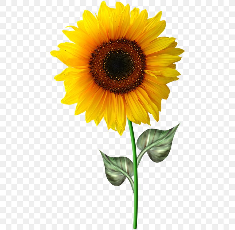 Common Sunflower Drawing, PNG, 476x800px, Common Sunflower, Animaatio, Annual Plant, Asterales, Cut Flowers Download Free