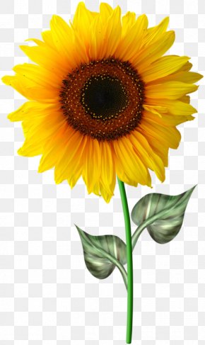 Common Sunflower Template Drawing Clip Art, PNG, 600x598px, Common ...