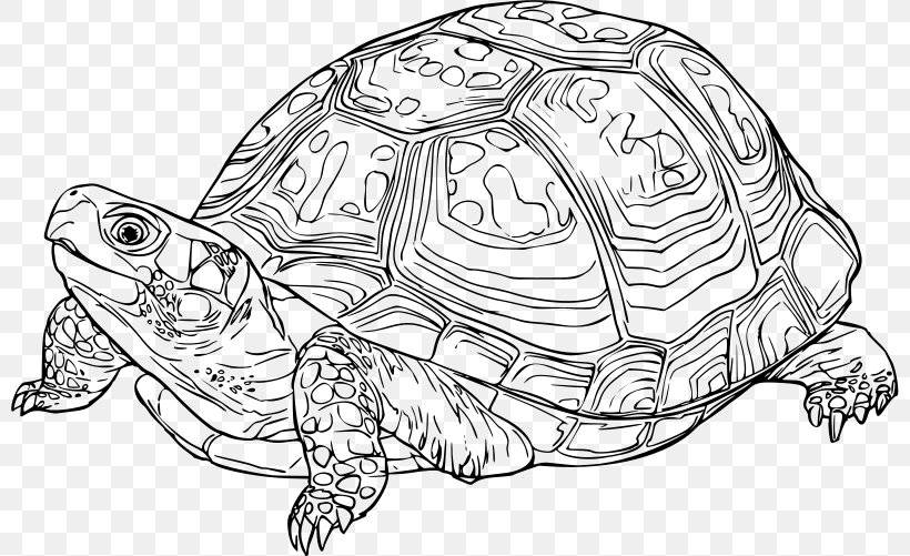 Eastern Box Turtle Reptile Drawing, PNG, 800x501px, Turtle, Artwork, Black And White, Box Turtle, Common Box Turtle Download Free