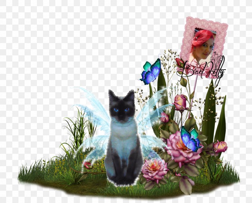 Kitten Whiskers Flower, PNG, 1600x1289px, Kitten, Cat, Cat Like Mammal, Flower, Plant Download Free