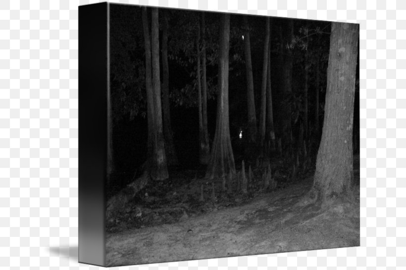 /m/083vt Image Photography Night In The Woods, PNG, 650x547px, Photography, Art, Black, Black And White, Canvas Download Free