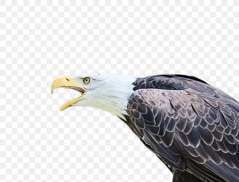 Music Background, PNG, 2288x1748px, Bald Eagle, Accipitridae, Beak, Bird, Bird Of Prey Download Free