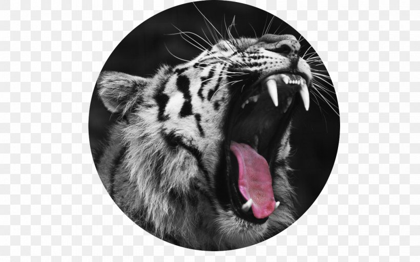 Wildcat Felidae Leopard Big Cat, PNG, 1440x900px, Cat, Animal, Animal Sanctuary, Big Cat, Big Cats Download Free