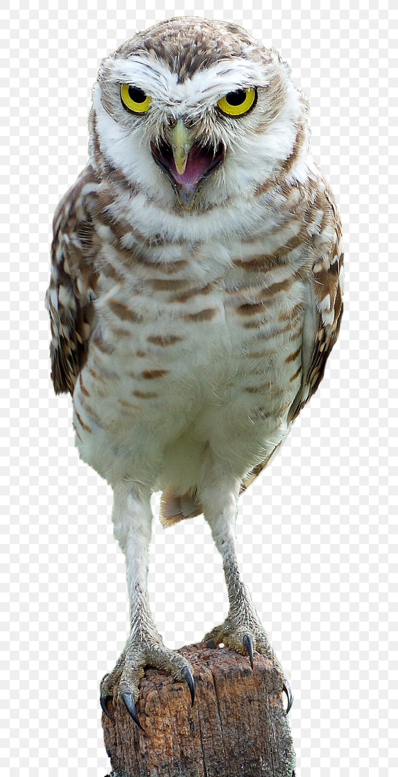 Bird Snowy Owl Great Horned Owl Eurasian Eagle-owl, PNG, 763x1600px, Bird, Athene, Barn Owl, Beak, Bird Of Prey Download Free