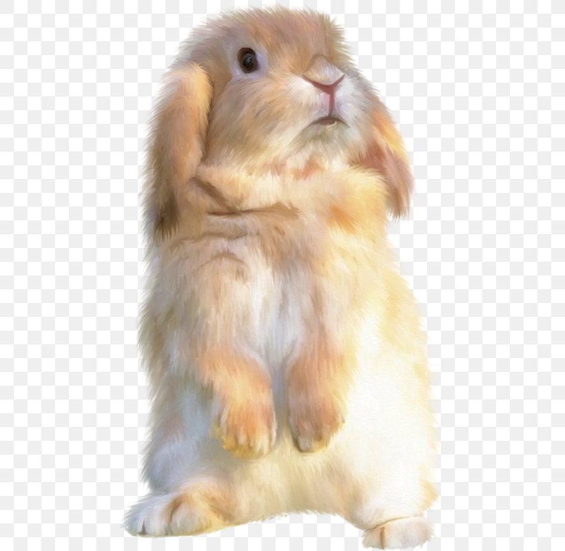Domestic Rabbit Hare Holland Lop, PNG, 478x800px, Domestic Rabbit, Dwarf Rabbit, Easter Bunny, European Rabbit, Fur Download Free