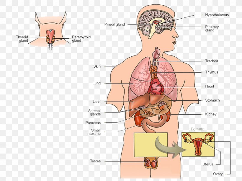Endocrine System Endocrine Gland Human Body Hormone Function, PNG, 870x651px, Watercolor, Cartoon, Flower, Frame, Heart Download Free
