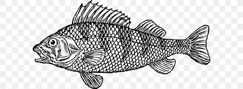 Koi Fish As Food Whitefish Clip Art, PNG, 600x301px, Koi, Black And White, Carp, Cod, Drawing Download Free