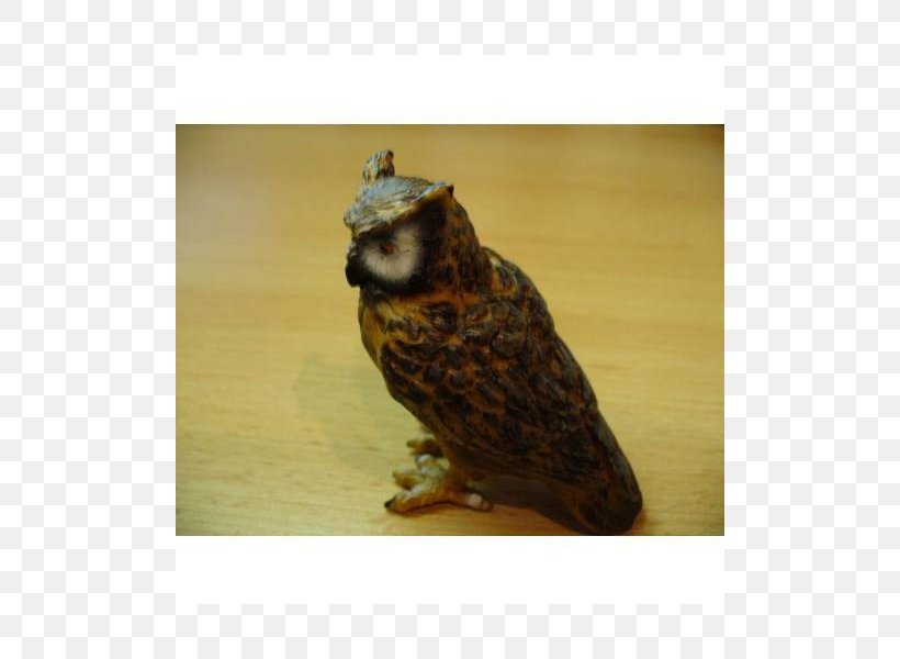 Owl Fauna Beak, PNG, 800x600px, Owl, Beak, Bird, Bird Of Prey, Fauna Download Free