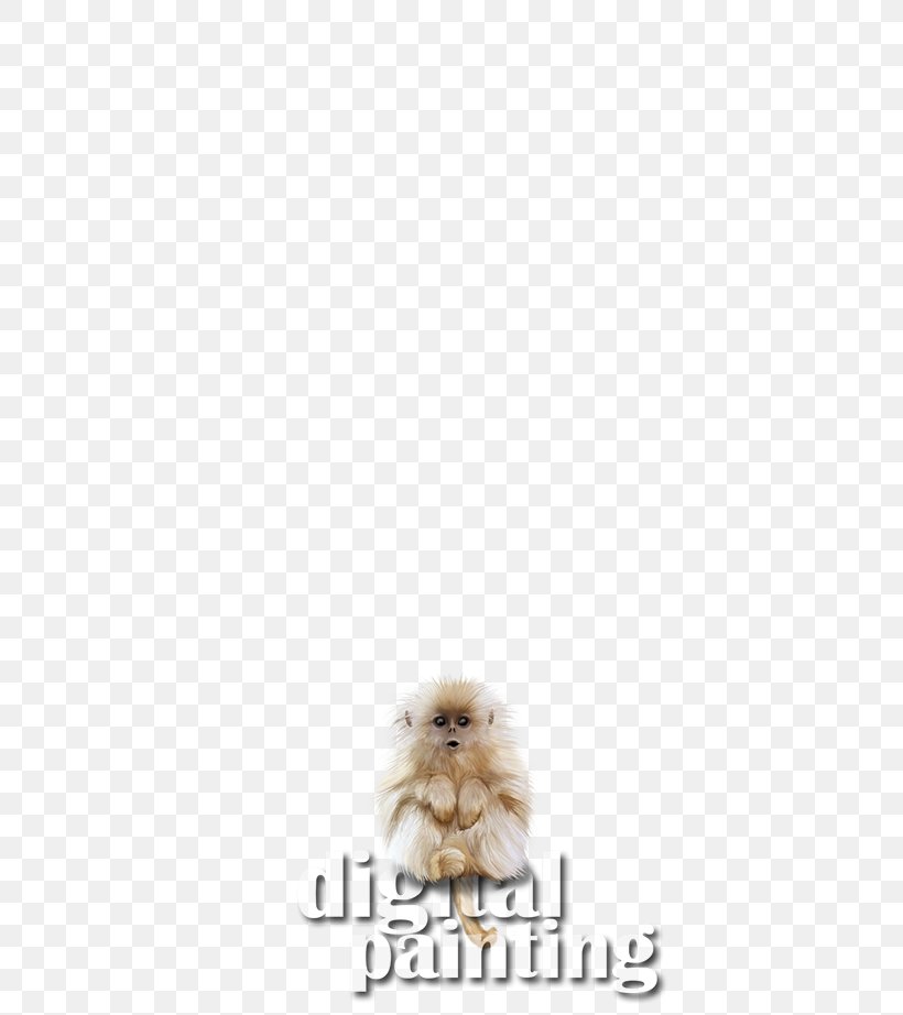 Pomeranian Snout Fur, PNG, 600x922px, Pomeranian, Dog Like Mammal, Fur, Snout Download Free