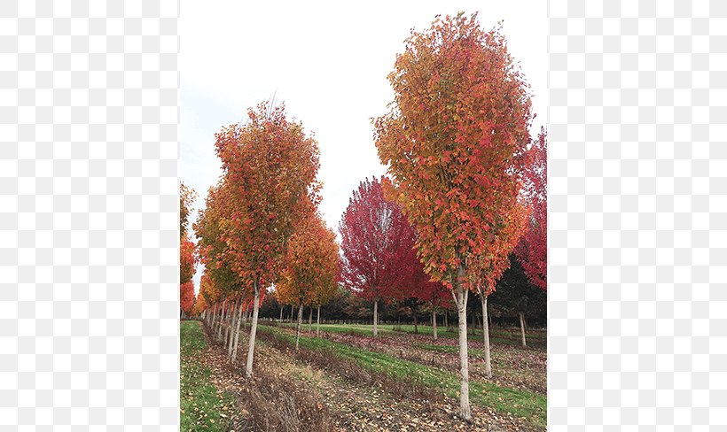 Sugar Maple Evergreen Tree Nursery Birch, PNG, 650x488px, Sugar Maple, Autumn, Autumn Leaf Color, Birch, Deciduous Download Free