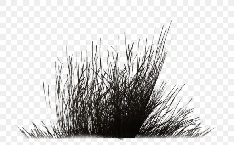 Black And White Monochrome Photography Shrub Tree, PNG, 1024x639px, Black And White, Close Up, Deviantart, Grass, Grass Family Download Free