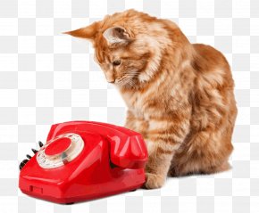 Cat - Cat Waggly Tails Stock Photography Royalty-free Stock.xchng PNG