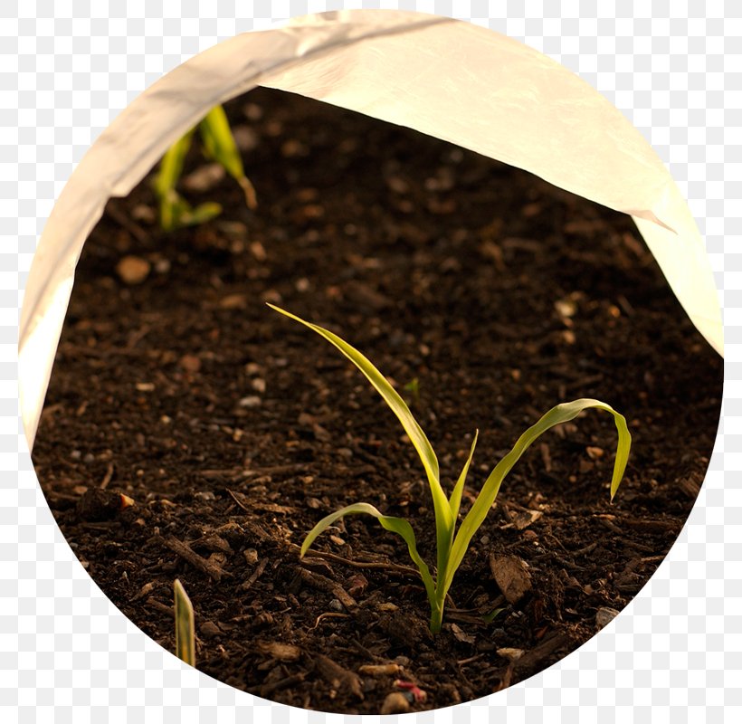 Cold Frame Gardening Row Cover Elderberry, PNG, 800x800px, Cold Frame, Elderberry, Flowerpot, Forest Gardening, Garden Download Free