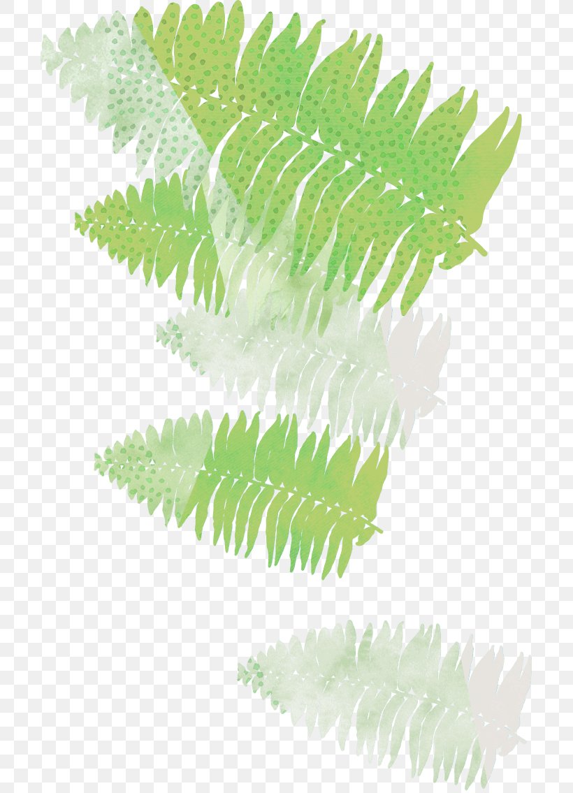 Fern Plant Stem Leaf Branching, PNG, 703x1135px, Fern, Branch, Branching, Ferns And Horsetails, Leaf Download Free