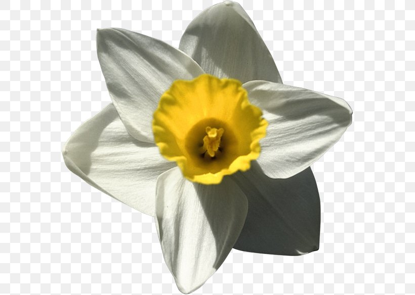 Daffodil Narcissus Clip Art, PNG, 577x583px, Daffodil, Amaryllis Family, Echo And Narcissus, Flower, Flowering Plant Download Free