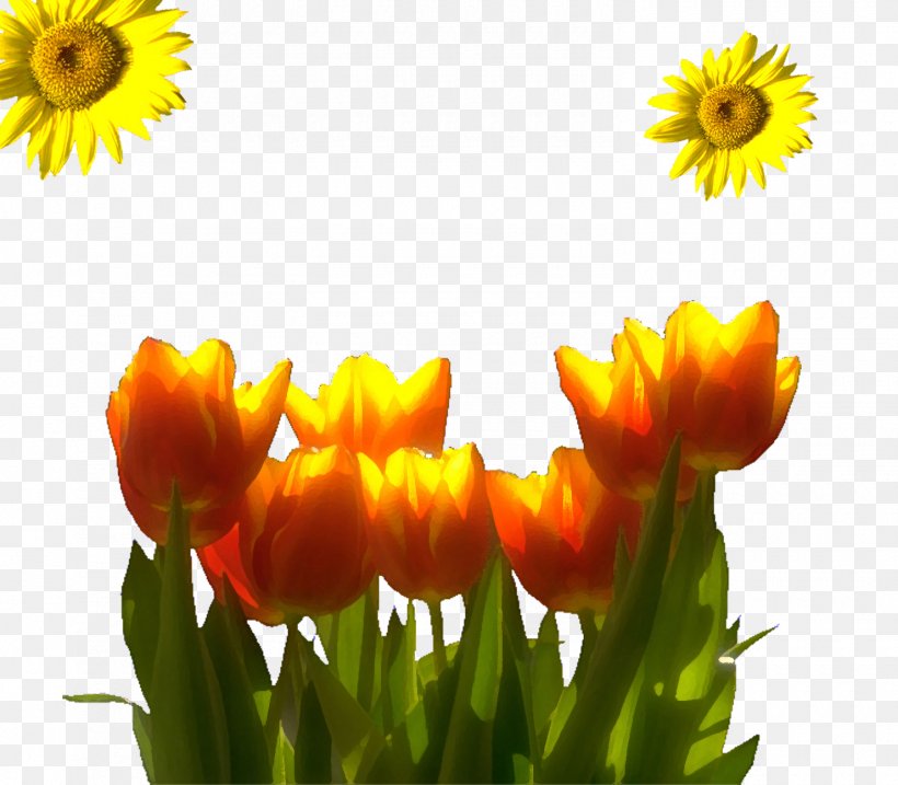 Flower Tulip Designer Computer File, PNG, 1480x1295px, Flower, Calendula, Daisy Family, Designer, Floral Design Download Free