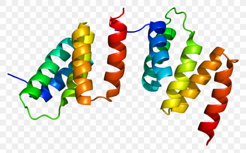 Procollagen-proline Dioxygenase Hydroxylation Wikipedia P4HA1, PNG, 857x536px, Procollagenproline Dioxygenase, Encyclopedia, Enzyme, Food, Gene Download Free