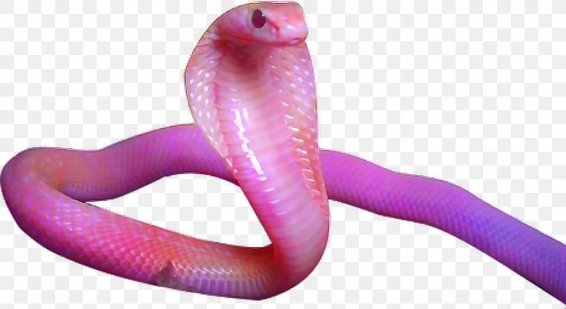 Snake Aesthetics Art, PNG, 928x508px, Snake, Aesthetics, Art, Film, Magenta Download Free