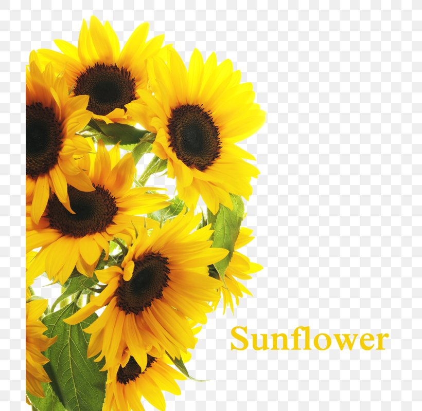 Common Sunflower Clip Art Kuaci Photography, PNG, 720x800px, Common Sunflower, Annual Plant, Cut Flowers, Daisy Family, Floral Design Download Free