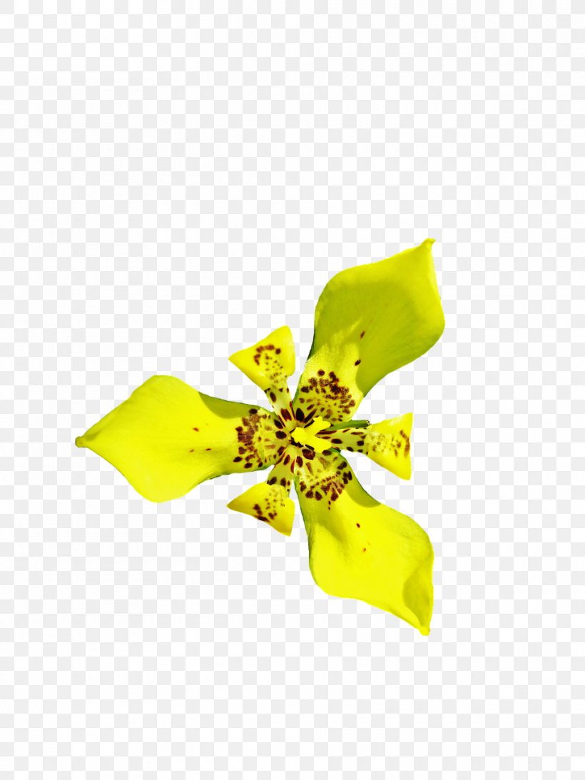 Cut Flowers Yellow, PNG, 960x1280px, Flower, Cut Flowers, Flora, Flowering Plant, Map Download Free
