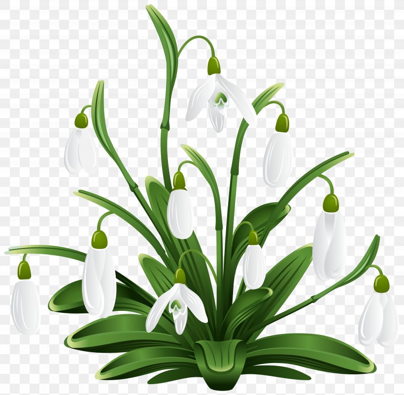 Snowdrop Clip Art, PNG, 5000x4898px, Snowdrop, Crocus Vernus, Cut Flowers, Floral Design, Floristry Download Free