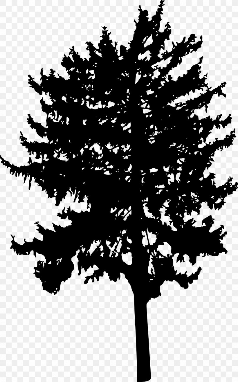 Tree Woody Plant Branch Conifers, PNG, 1246x2000px, Tree, Black And White, Branch, Conifer, Conifers Download Free