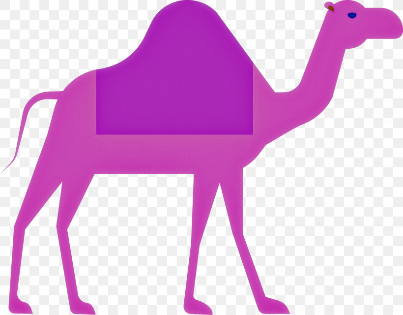 Camel Ramadan Arabic Culture, PNG, 3000x2345px, Camel, Arabian Camel, Arabic Culture, Camelid, Magenta Download Free