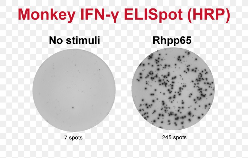 ELISPOT Peripheral Blood Mononuclear Cell Assay 12-O-Tetradecanoylphorbol-13-acetate, PNG, 800x524px, Peripheral Blood Mononuclear Cell, Alkaline Phosphatase, Analyte, Area, Assay Download Free