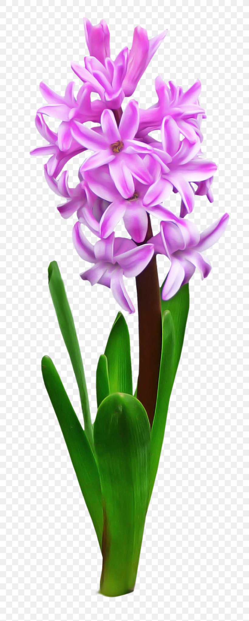 Flower Flowering Plant Petal Plant Hyacinth, PNG, 900x2244px, Flower, Cut Flowers, Flowering Plant, Flowerpot, Hyacinth Download Free