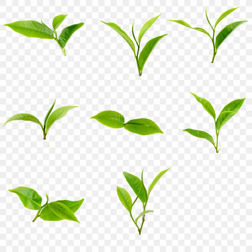 Green Tea Basilur Tea Spring Tea Image, PNG, 1680x1680px, Tea, Aquarium Decor, Branch, Flower, Grass Download Free