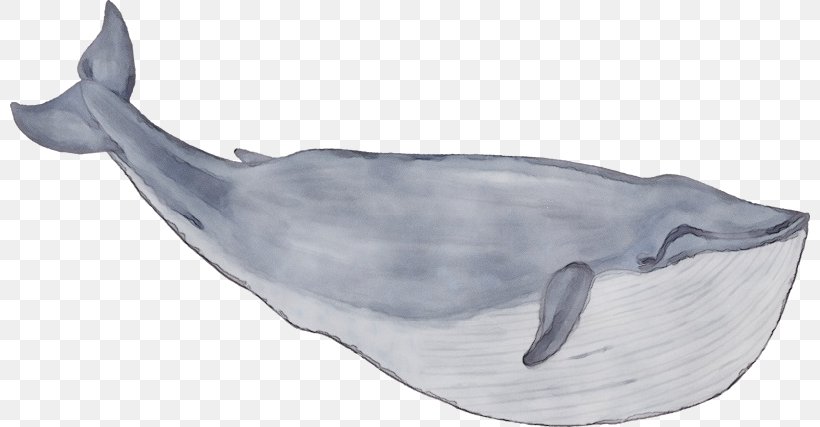 Marine Mammal Bottlenose Dolphin Common Bottlenose Dolphin Cetacea Sperm Whale, PNG, 800x427px, Watercolor, Blue Whale, Bottlenose Dolphin, Bowhead, Cetacea Download Free
