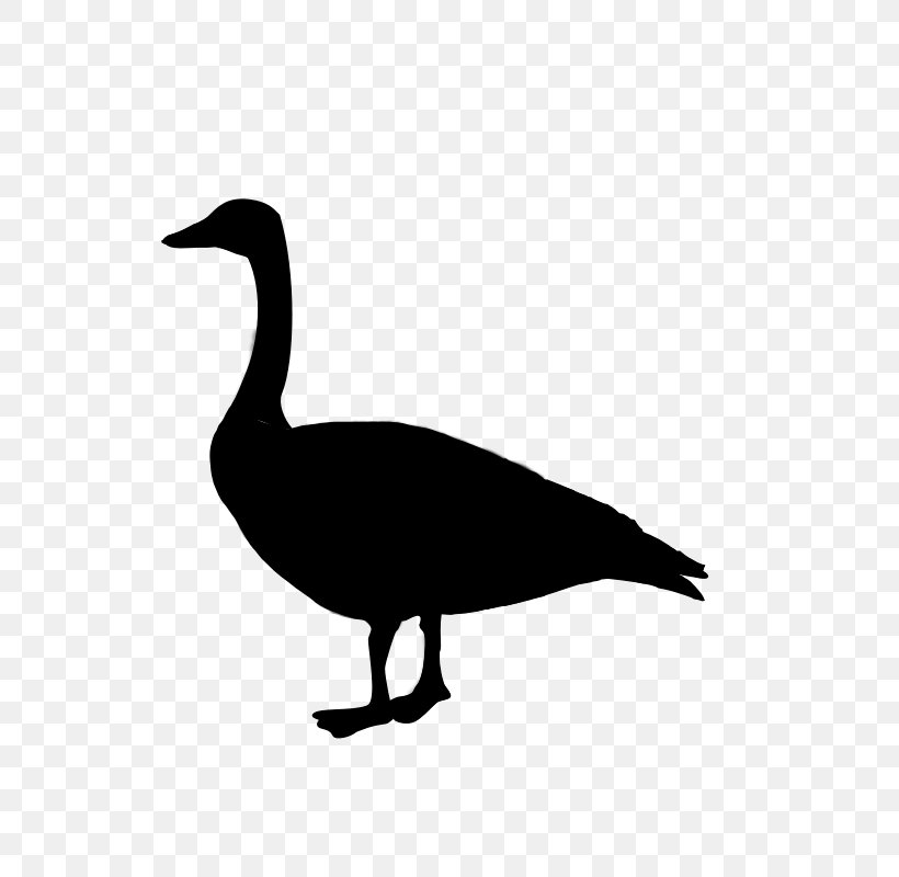 Duck Goose Clip Art Fowl Feather, PNG, 800x800px, Duck, Beak, Bird, Blackandwhite, Canada Goose Download Free