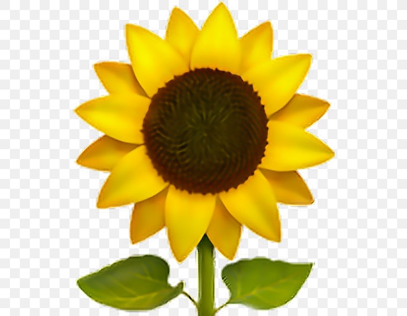 Emoji Common Sunflower Sticker IPhone, PNG, 528x636px, Emoji, Apple Color Emoji, Common Sunflower, Daisy Family, Emojipedia Download Free