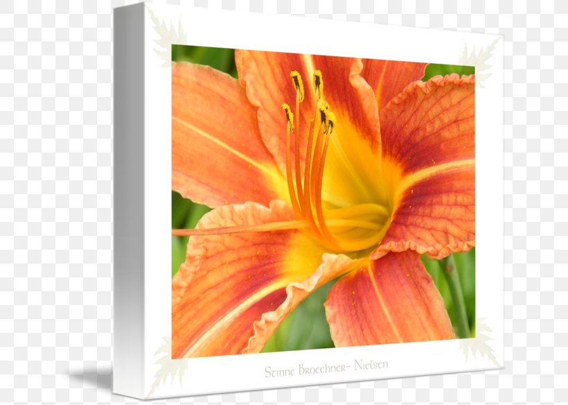 Gallery Wrap Petal Canvas Art Nielsen Holdings, PNG, 650x584px, Gallery Wrap, Art, Canvas, Cut Flowers, Daylily Download Free