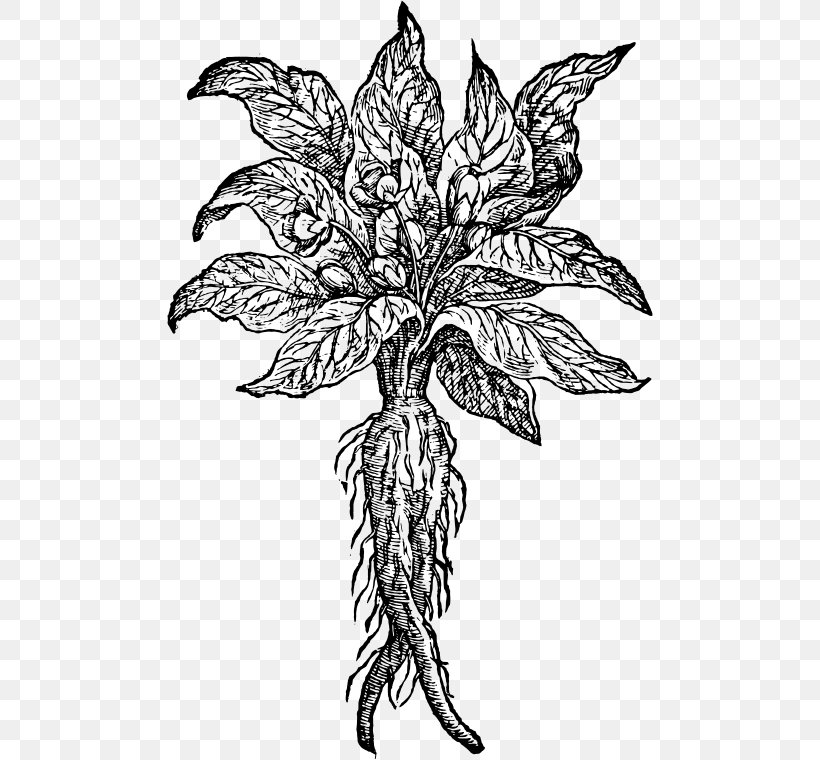 The Mandrake Drawing Root Plant, PNG, 486x760px, Mandrake, Art, Black And White, Branch, Drawing Download Free