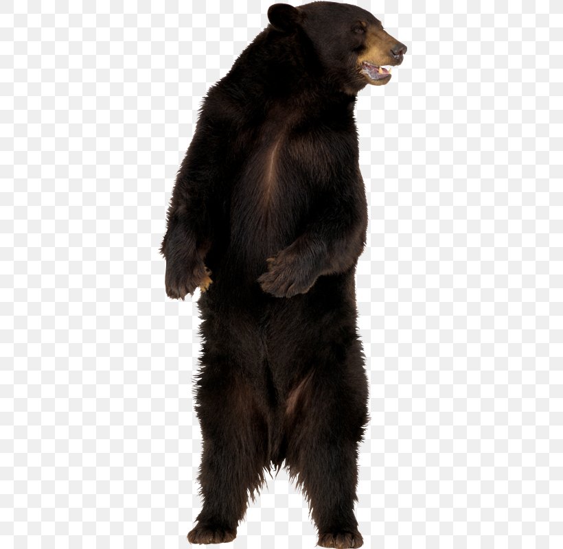 American Black Bear Polar Bear Giant Panda Grizzly Bear, PNG, 366x800px, American Black Bear, Bear, Brown Bear, Carnivoran, Fur Download Free