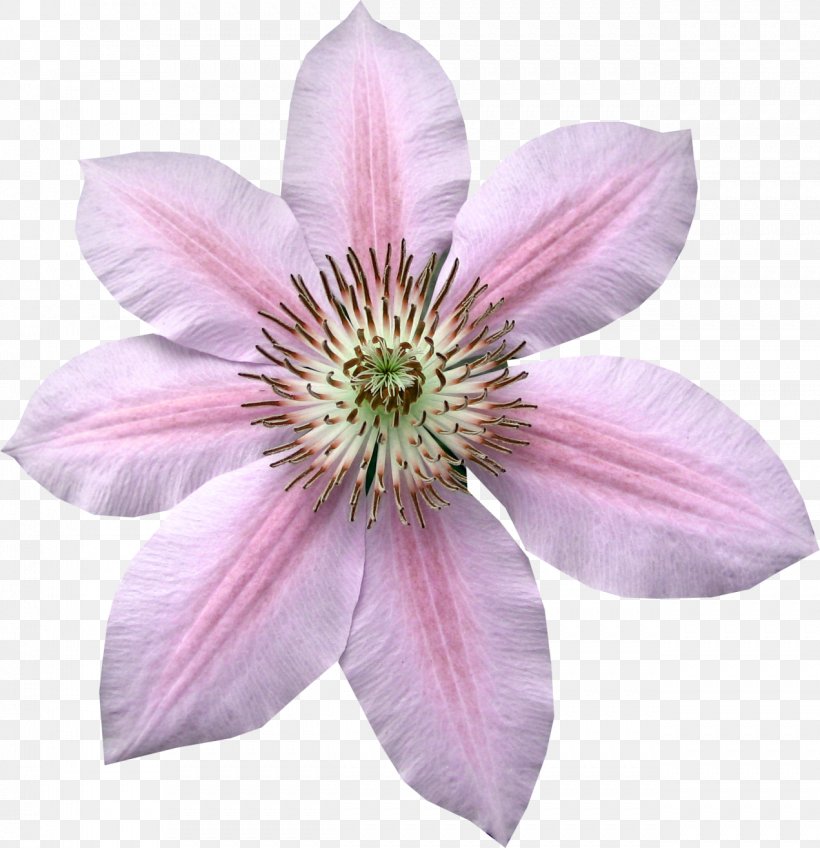 Clip Art, PNG, 1271x1315px, Flower, Animal Sauvage, Clematis, Color, Flowering Plant Download Free