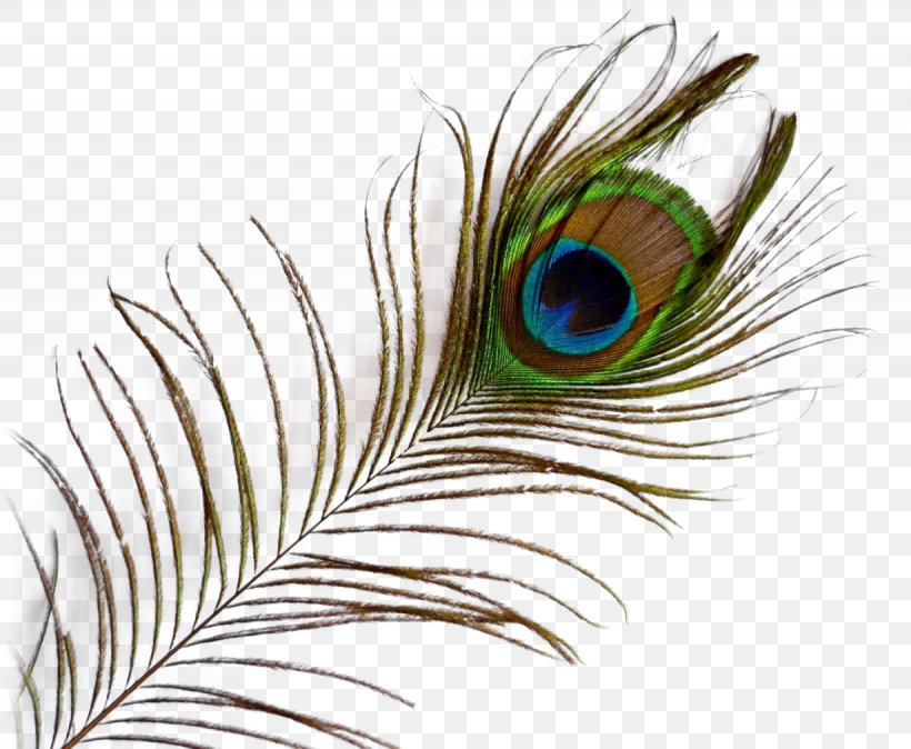 Feather Clip Art, PNG, 1230x1012px, Feather, Bbcode, Beak, Bird, Close Up Download Free