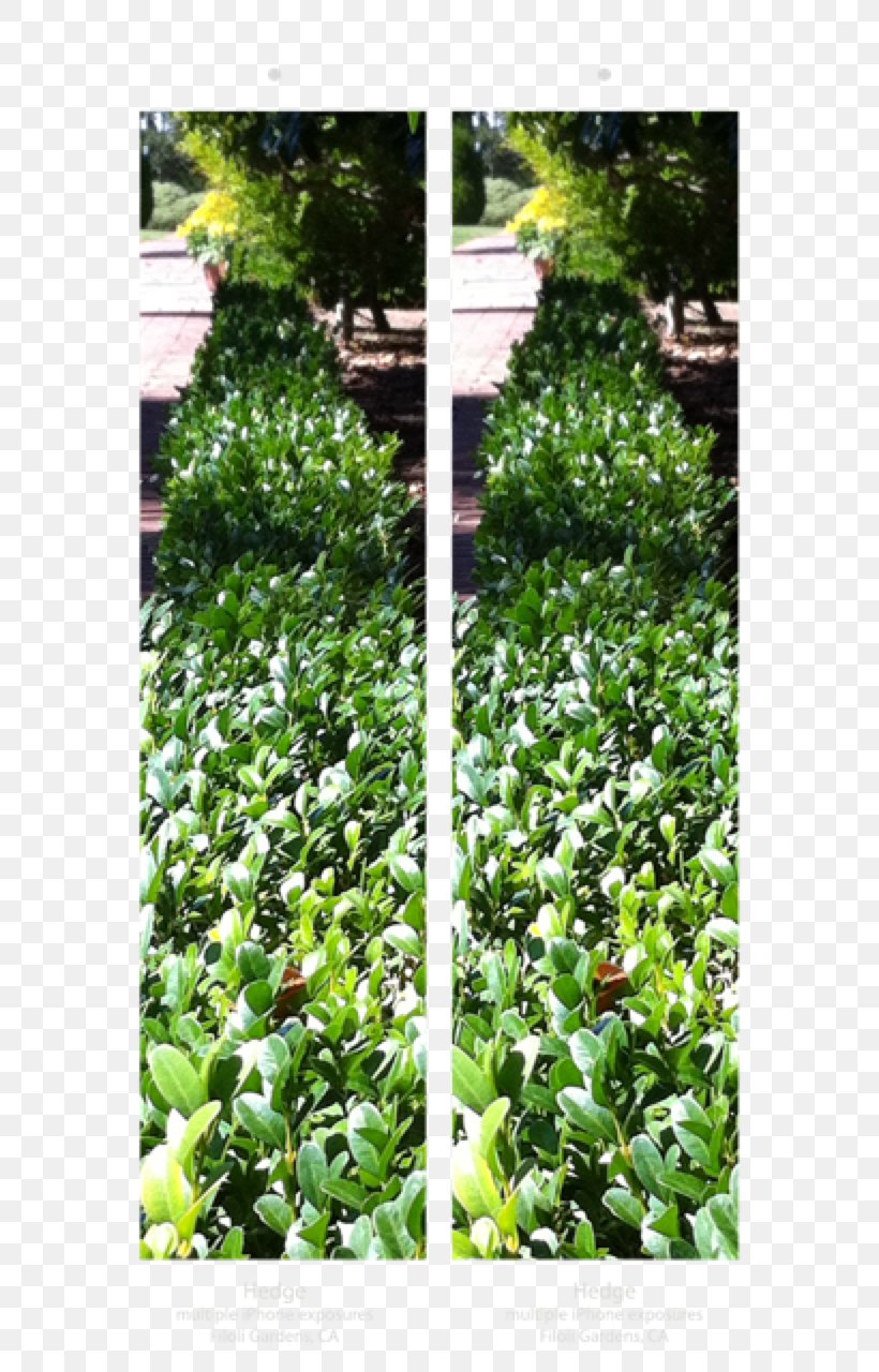 Leaf Garden Groundcover Evergreen Shrub, PNG, 616x1280px, Leaf, Evergreen, Flower, Garden, Grass Download Free