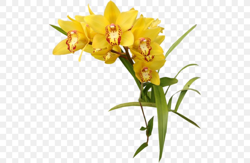Orchids Yellow Clip Art, PNG, 500x536px, Orchids, Cattleya, Color, Computer Software, Cut Flowers Download Free